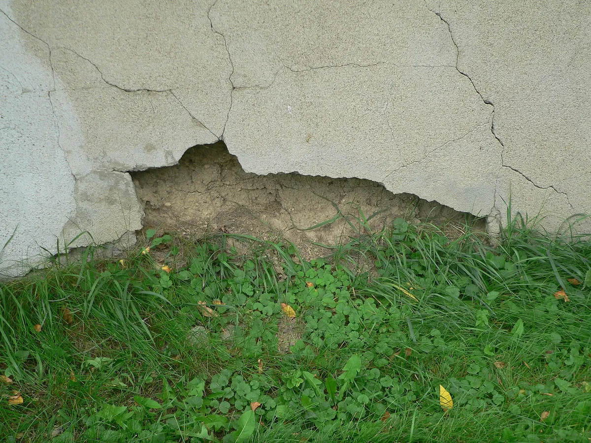 Adobe repair: plaster coat broken away from the base of an earthen wall, exposing eroded earth behind it